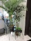 Lot of 3 Sm Tables and Various Faux Office Plants