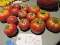 Lot of PROP TOMATOES - Approx.14