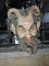 Large DEVIL MASK WALL HANGING - 3D with Mounts