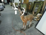 Baby Deer Prop - Antlers need work - Fiberglass Construction