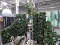 LARGE FAUX IVY LOT - 4 Pillars, 2 Side Pieces & Tree / 13.5' Across