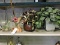 Set of 4 Faux Plants / Flowers