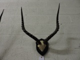 Mounted African Animal Skull and Horns / Apprx 20