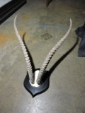 Mounted African Animal Skull and Horns / Apprx 26