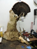 Stuffed Deer Head, Skull with Horns, Turkey Tail Feathers