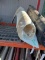 Porsche passenger front fender - 964 - white