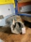 Porsche '11-'12 Cayenne 958 Transfer Case - Core