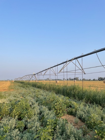 Lockwood 4-span Center Pivot