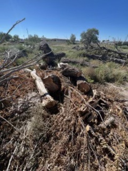 Pine Firewood