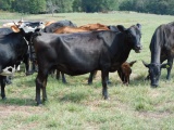 *NOT SOLD*10 Black Mix Cows 8 Years + 10x the money Calves Pulled and Sold Choice of 15 total 5 red