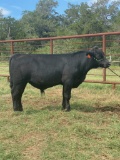 *NOT SOLD*9 MONTH OLD BULL CALVESANGUS CHOICE