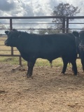 *NOT SOLD*9-10 Month Old Angus Bull Calves 12 to Choose From