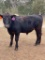 *NOT SOLD*REGISTERED ANGUS YEARLING BULL