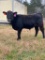 *NOT SOLD*REGISTERED ANGUS YEARLING BULL
