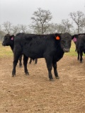 *NOT SOLD*REGISTERED ANGUS YEARLING BULL