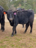 *NOT SOLD*REGISTERED ANGUS YEARLING BULL