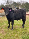 *NOT SOLD*REGISTERED ANGUS YEARLING BULL