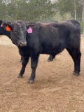 *NOT SOLD*REGISTERED ANGUS YEARLING BULL