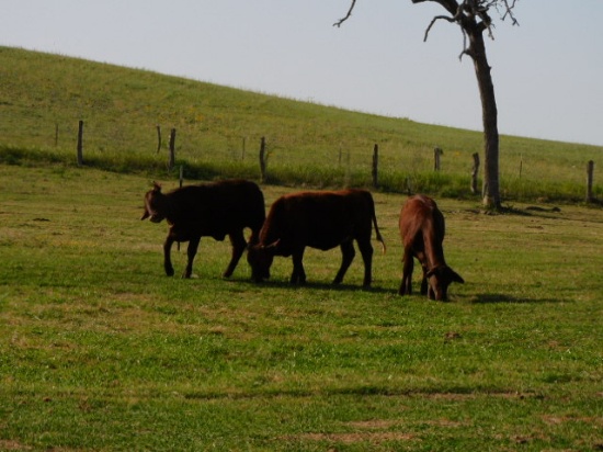 *SOLD* 14 MONTH OLD SANTA GERTRUDIS HEIFERS