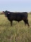 *NOT SOLD*REGISTERED ANGUS YEARLING BULL