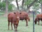 SOLD 14 MONTH OLD SANTA GERTRUDIS HEIFERS