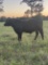 *NOT SOLD*REGISTERED ANGUS YEARLING BULL