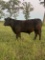 *NOT SOLD*REGISTERED ANGUS YEARLING BULL