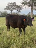 *NOT SOLD*REGISTERED ANGUS YEARLING BULL