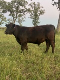 *NOT SOLD*REGISTERED ANGUS YEARLING BULL