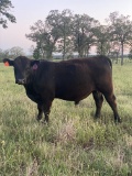 *NOT SOLD*REGISTERED ANGUS YEARLING BULL