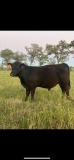 *NOT SOLD*REGISTERED ANGUS YEARLING BULL