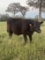 *NOT SOLD*REGISTERED ANGUS YEARLING BULL