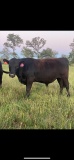 *NOT SOLD*REGISTERED ANGUS YEARLING BULL