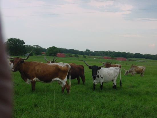 *NOT SOLD* SELLING THE REMAINING 5 LONGHORN COWS OF 15 TOTAL