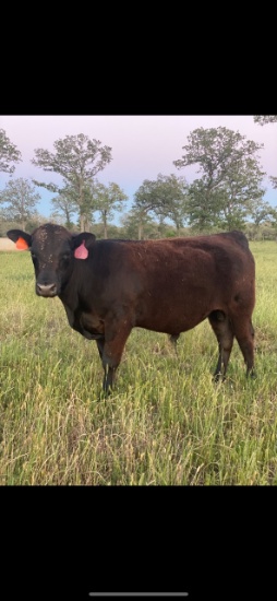 *NOT SOLD* REGISTERED ANGUS YEARLING BULL