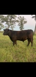 *NOT SOLD*REGISTERED ANGUS YEARLING BULL