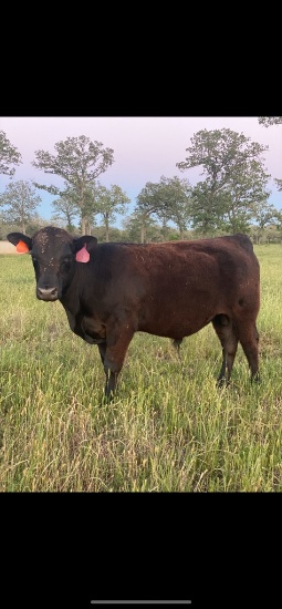 REGISTERED ANGUS YEARLING BULL