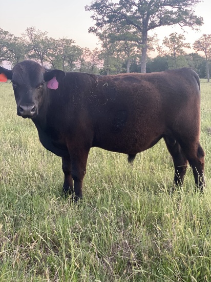 *NOT SOLD* REGISTERED ANGUS YEARLING BULL