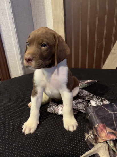 *NOT SOLD* MALE GSP PUPPY AKC REG HUNTING BLOODLINE