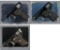 Three Self-Loading Pistols with Boxes