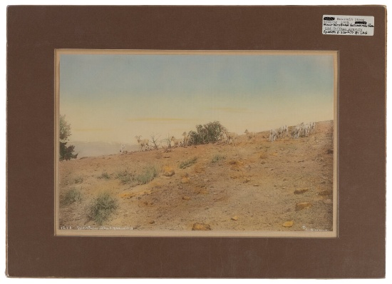 Colorized "Mountain Sheep Grazing" Print by L. A. Huffman