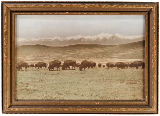 Framed Print of a Bison Herd in the American West