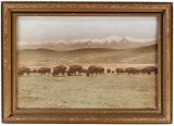 Framed Print of a Bison Herd in the American West