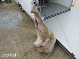 HUGE PIECE OF DRIFTWOOD...