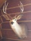 Mule Deer Buck Mount