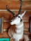 Pronghorn Antelope Buck Mount
