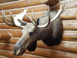 Alaskan Bull Moose Mount