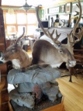 Bull and Cow Caribou Floor Mount