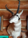 Pronghorn Antelope Buck Mount