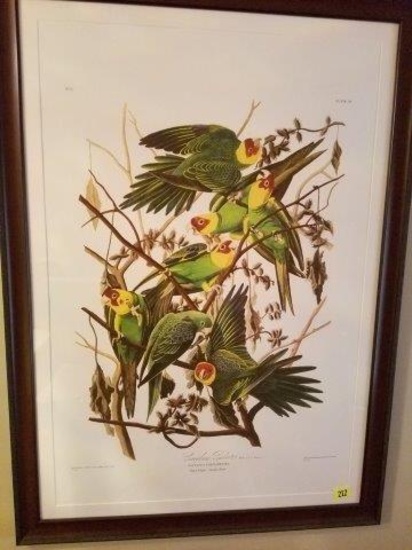 Audubon Embossed/ Large “Carolina Parrot” Framed Print